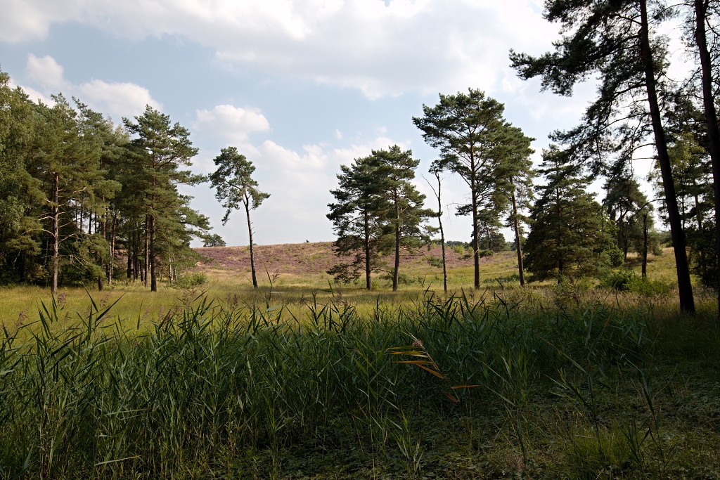 Brunssummerheide heide hei natuurgebied natuurmonumenten natuur recreatiegebied hdr limburg heidelandschap landschap sterrenwacht